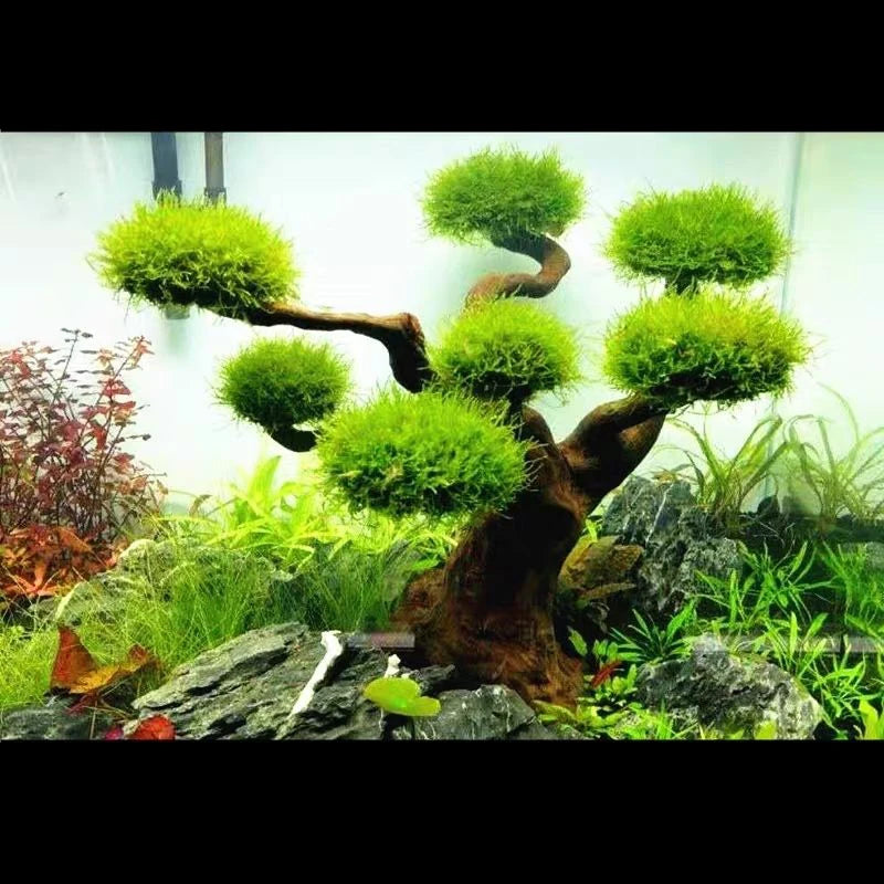 Aquarium Decoration Moss Driftwood Fish Tank Landscaping Water Grass Moss Tree Trunk DIY (No Aquatic Plants)